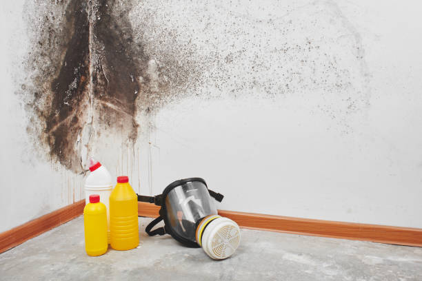 Best Same-Day Mold Removal  in Green Valley, CA
