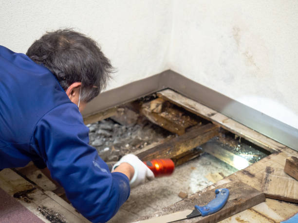 Best Best Mold Removal Companies  in Green Valley, CA
