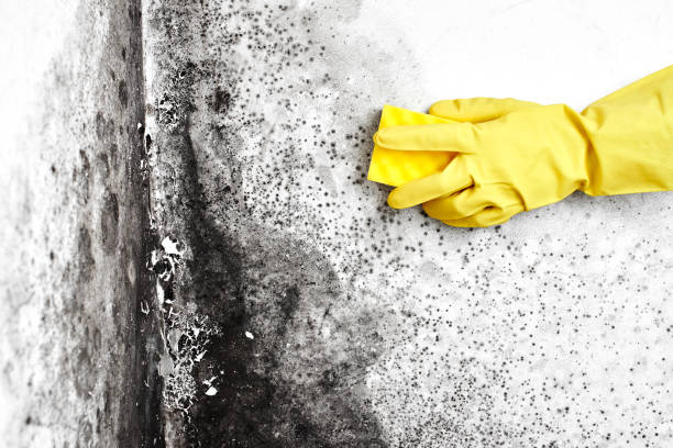 Best Attic Mold Removal  in Green Valley, CA