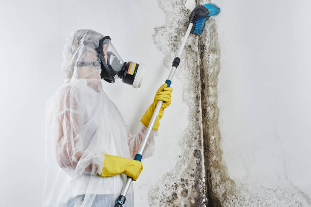 Crawl Space Mold Removal in Green Valley, CA