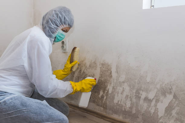 Best Mold Removal Company Near Me  in Green Valley, CA