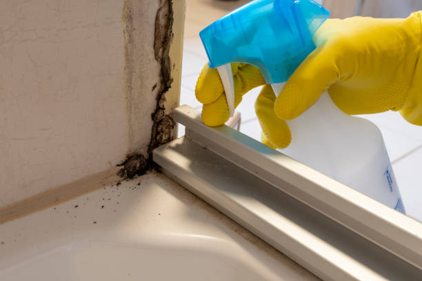 Best Local Mold Removal Service  in Green Valley, CA
