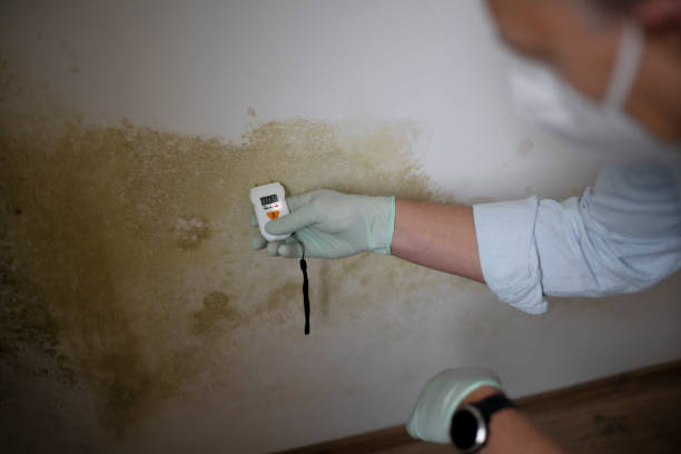 Best Mold Testing and Removal  in Green Valley, CA