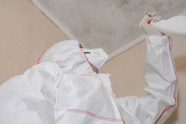 Best Affordable Mold Removal  in Green Valley, CA