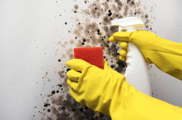 Best Certified Mold Removal  in Green Valley, CA
