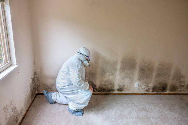 Best Toxic Mold Removal  in Green Valley, CA