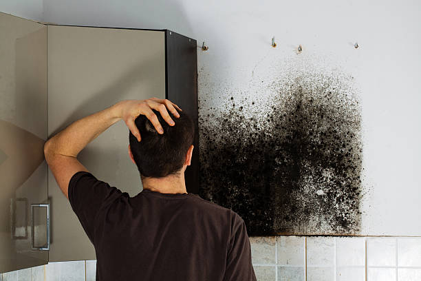 Best Home Mold Removal  in Green Valley, CA
